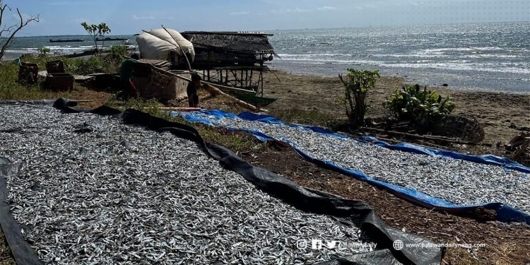 Palaweño fisherfolks dismayed over DA’s fish importation announcement
