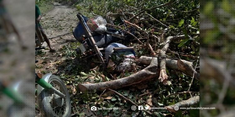 Lalaking nabagsakan ng pinatumbang puno sa San Vicente, patay
