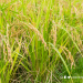 Palaweño farmers, fisherfolks to benefit from DA’s P48.5M loan program