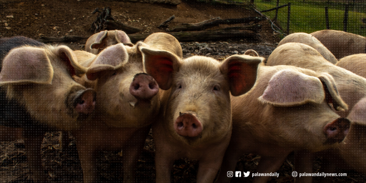 Palawan faces pork shortage due to African swine fever threat