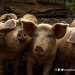 Palawan faces pork shortage due to African swine fever threat