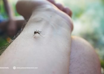 DOH CHD-MIMAROPA, nakatala ng 528 dengue cases  mula Enero hanggang Mayo 13