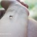 DOH CHD-MIMAROPA, nakatala ng 528 dengue cases mula Enero hanggang Mayo 13