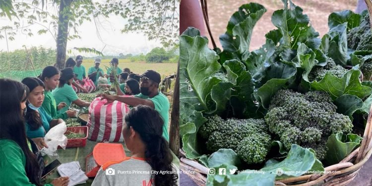 Benepisyaryong Magsasaka ng Highland Vegetable Production Project sa Bgy. Inagawan, unti-unti nang napapakinabangan
