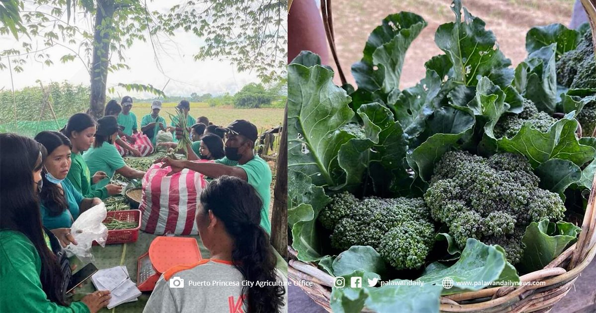 Benepisyaryong Magsasaka ng Highland Vegetable Production Project sa ...