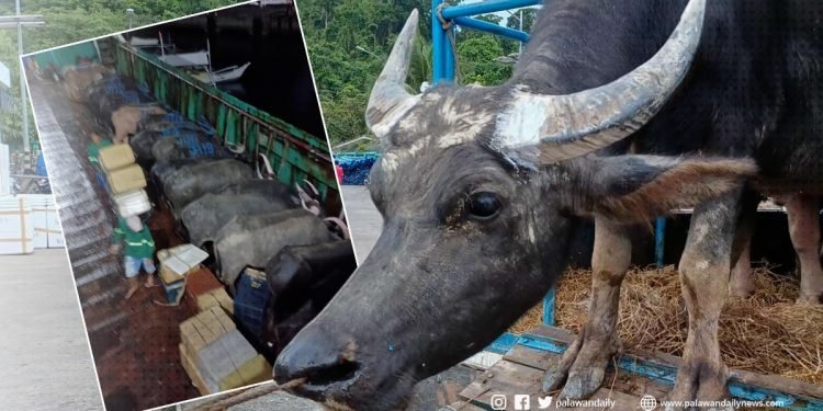 Provincial Vet, iginiit na dumaan sa legal proseso ang mga kalabaw bago ipadala sa Maynila