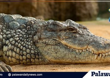 Pagpatay sa buwaya, ipinagbabawal ayon sa PCSD