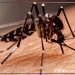 Dengue cases sa 5 barangay sa Puerto Princesa, dumadami