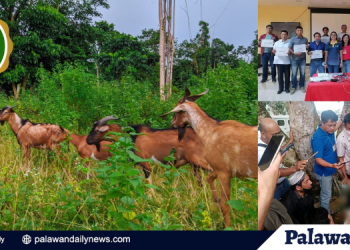 Palawan Goat Raisers partner with DA to boost Halal production, trade