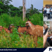 Palawan Goat Raisers partner with DA to boost Halal production, trade