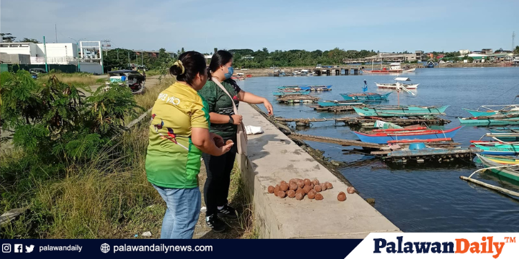 City ENRO intensifies bioremediation of coastal waters through EM mudballs