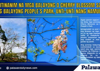 Itinanim na mga Balayong o Cherry Blossom sa palibot ng Balayong People’s Park, unti-unti nang namumulaklak