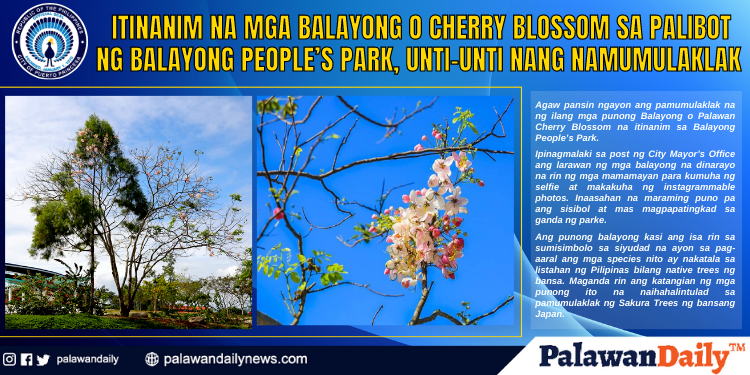 Itinanim na mga Balayong o Cherry Blossom sa palibot ng Balayong People’s Park, unti-unti nang namumulaklak