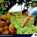 Office of the Provincial Agriculturist ng Palawan, patuloy ang malawak na serbisyo sa mga Palaweño