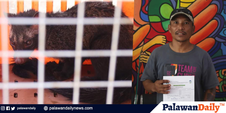 Isang Asian Palm Civet, sinauli sa PCSD