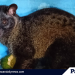Isang Asian Palm Civet o Musang, sinurender sa PCSD