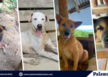 Paws of Hope: Inside Palawan’s Street Dog Sanctuary