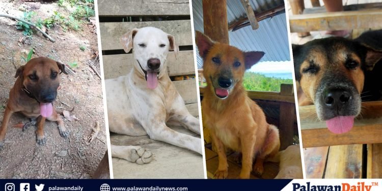 Paws of Hope: Inside Palawan’s Street Dog Sanctuary