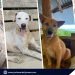 Paws of Hope: Inside Palawan’s Street Dog Sanctuary