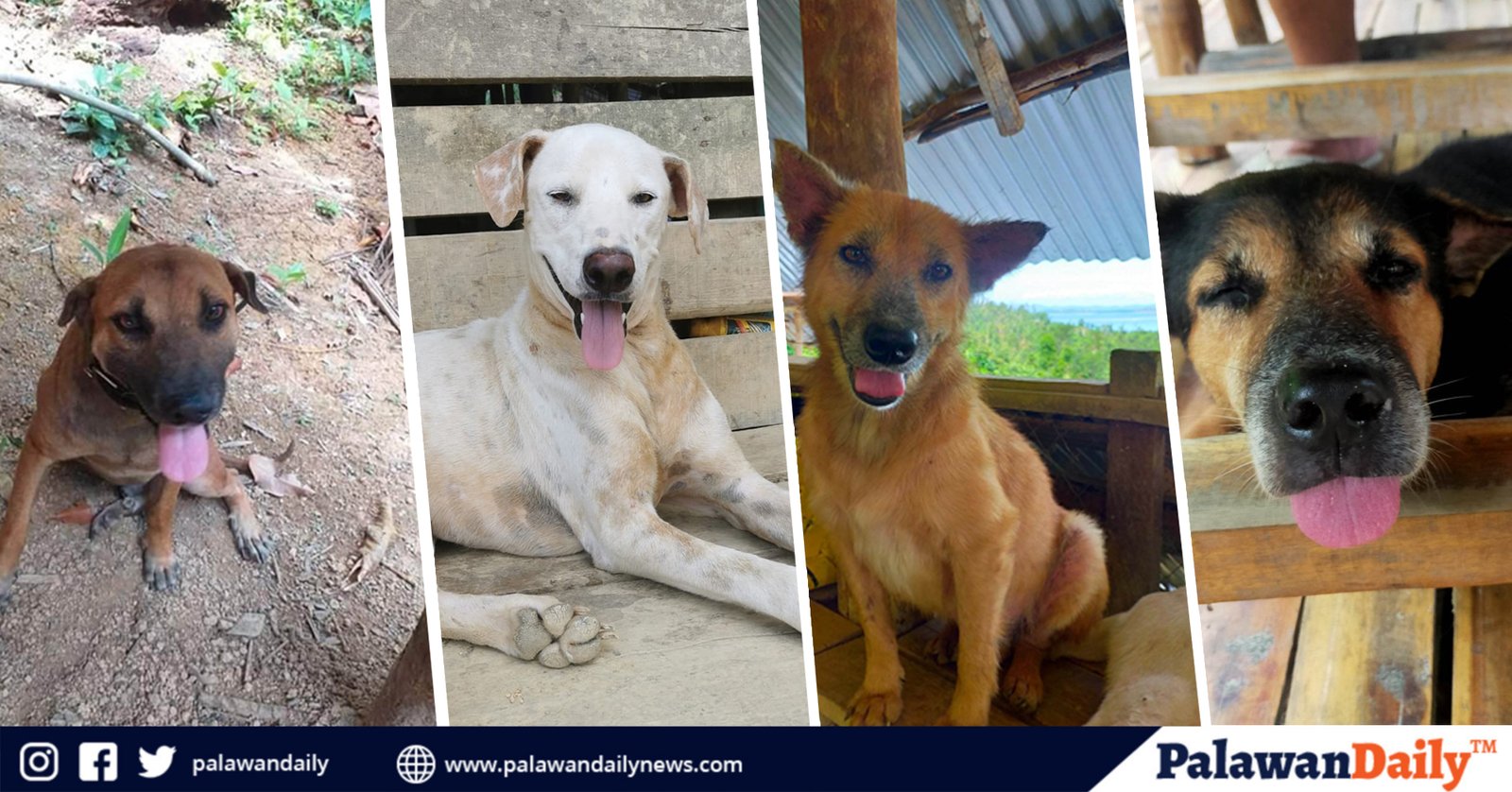 Paws of Hope Inside Palawan's Street Dog Sanctuary