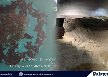 42 Pawikan, nailigtas ng PCG at DENR