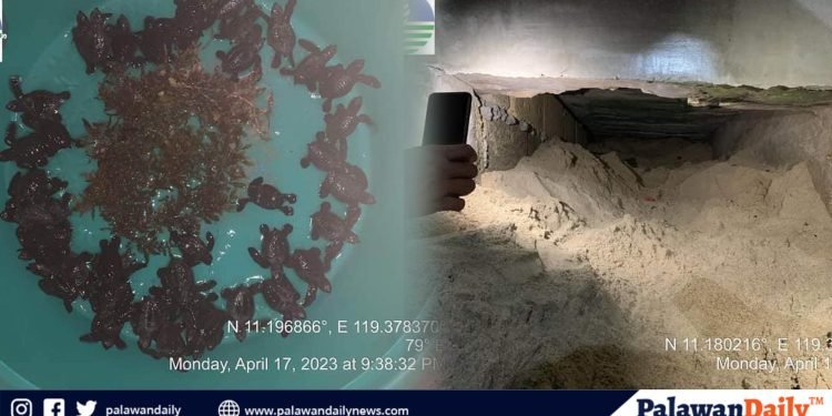 42 Pawikan, nailigtas ng PCG at DENR