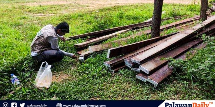 Mga illegal lumber, kumpiskado sa Taytay, Palawan