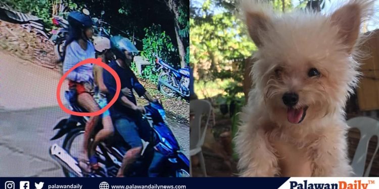 Tatlong katao, pinaghahanap matapos tangayin ang alagang aso ng isang residente