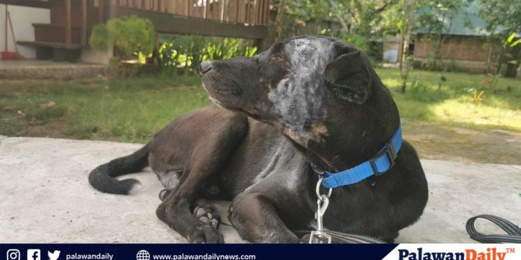 A disturbing incident of animal cruelty has shocked the residents of El Nido after a dog was found stabbed and burned with hot water in the face in the outskirts of Lio. The heinous attack was carried out by an unknown assailant, causing severe injuries to the helpless animal.