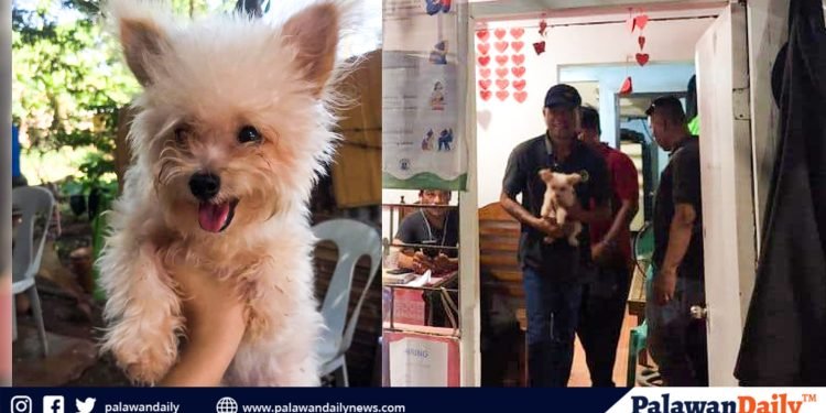 Nagbabalik: Asong tinangay sa Puerto Princesa, naisauli na sa may-ari