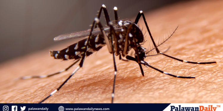 31, naitalang nasawi ng PHO dahil sa Dengue mula Enero 2023