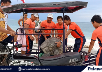 PCG Kalayaan rescues 95-kg Green Sea Turtle trapped in Pag-asa Island air strip