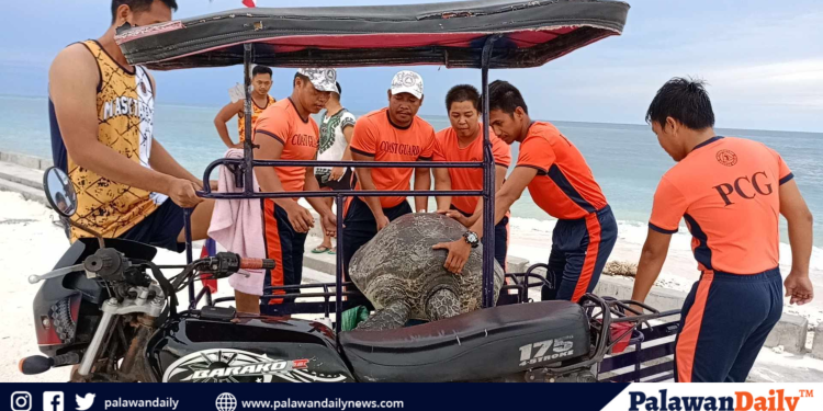 PCG Kalayaan rescues 95-kg Green Sea Turtle trapped in Pag-asa Island air strip