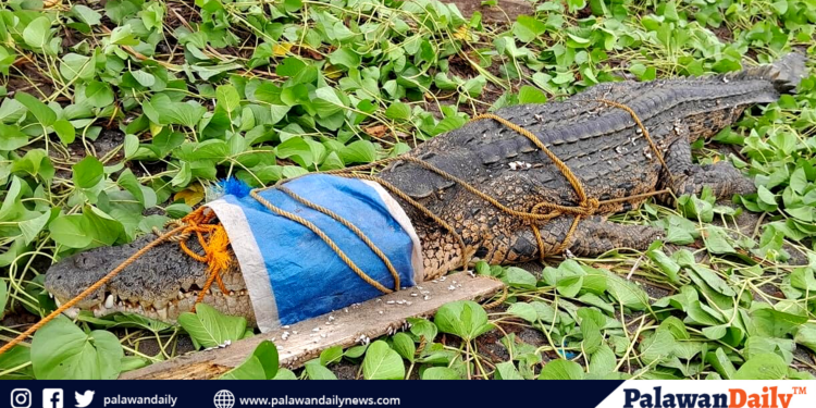 Patay na buwaya, natagpuan sa Bataraza