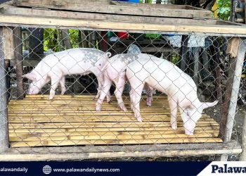Palawan maintains ASF-free status amidst rising cases nationwide