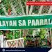 29 beneficiaries of 4Ps Gulayan sa Paaralan project transform school garden in Palawan