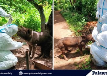 Palawan Vet checks swine deaths in Magsaysay town for ASF