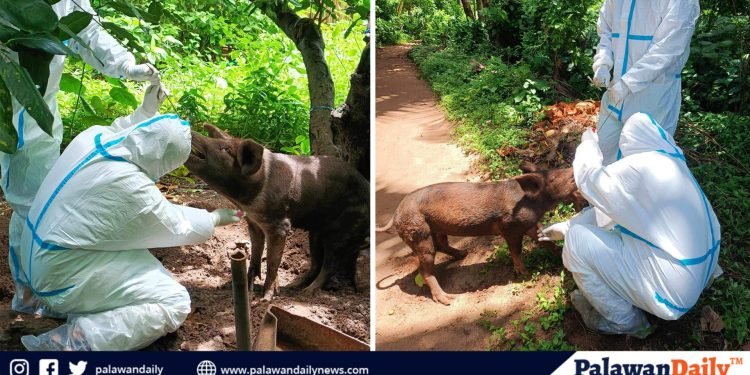 Palawan Vet checks swine deaths in Magsaysay town for ASF