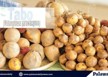 Savor the best of Palawan: inaugural Festival of Palawan Fruits opens its gates