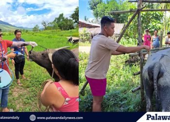 Palawan’s artificial breeding program benefits thousands of farmers, boost livestock productivity