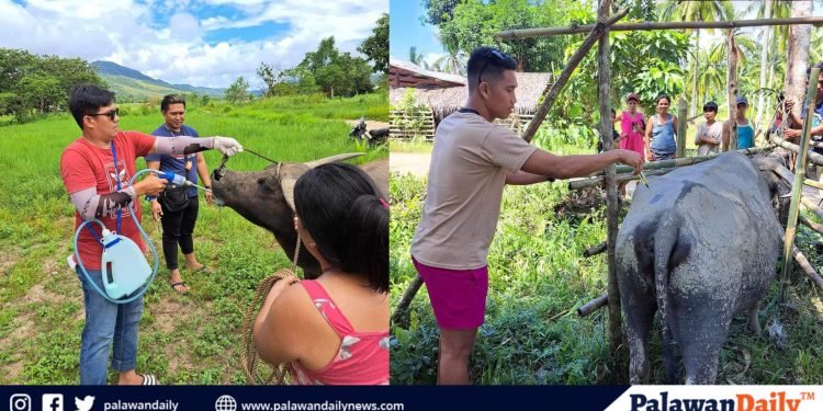 Palawan’s artificial breeding program benefits thousands of farmers, boost livestock productivity