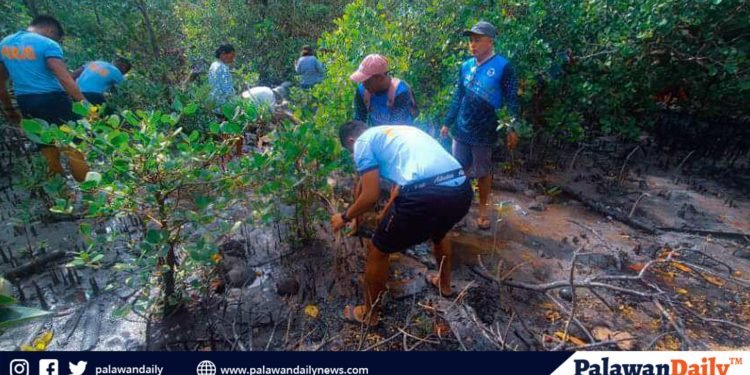 Mga awtoridad, nakiisa sa pagtatanim ng Mangrove sa Roxas Palawan