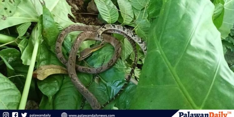 Rare snake rescued and released by wildlife authorities in El Nido, Palawan