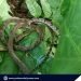 Rare snake rescued and released by wildlife authorities in El Nido, Palawan