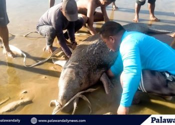 Coastal community in Roxas, Palawan bands together to save a stranded sea cow
