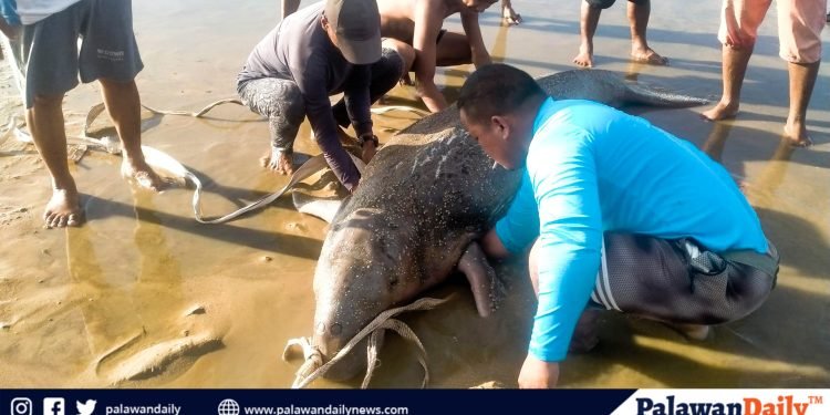 Coastal community in Roxas, Palawan bands together to save a stranded sea cow