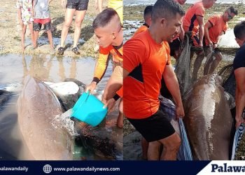 PCG rescues stranded dugong in Puerto Princesa City