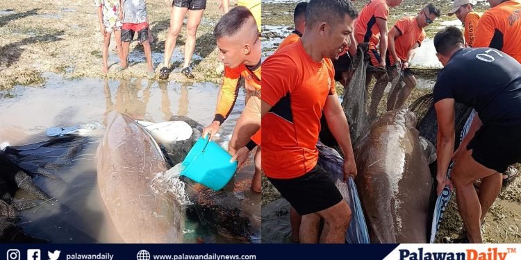 PCG rescues stranded dugong in Puerto Princesa City