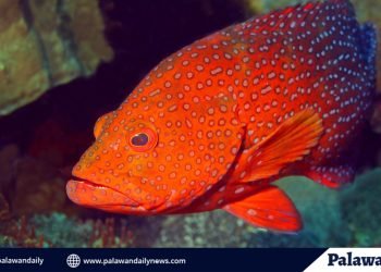 Three-month closed fishing season of reef fish starts in Puerto Princesa