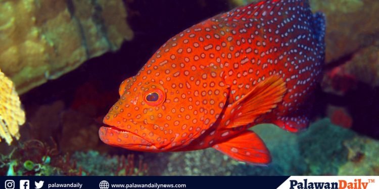 Three-month closed fishing season of reef fish starts in Puerto Princesa